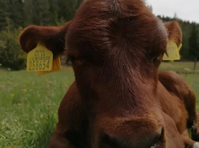 камината Πανσιόν
